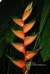 Heliconia bihai 'Halloween Light'